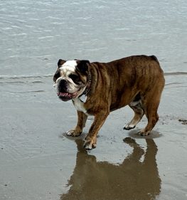 {{brizy_dc_image_alt imageSrc=