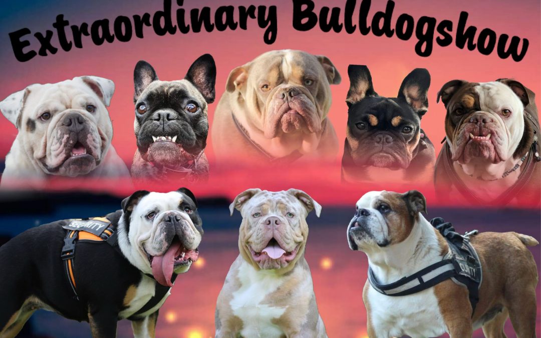 Extraordinary Bulldog Show