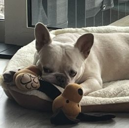 {{brizy_dc_image_alt imageSrc=